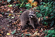 Picture 'Cr1_10_24 Raccoon, Costa Rica'
